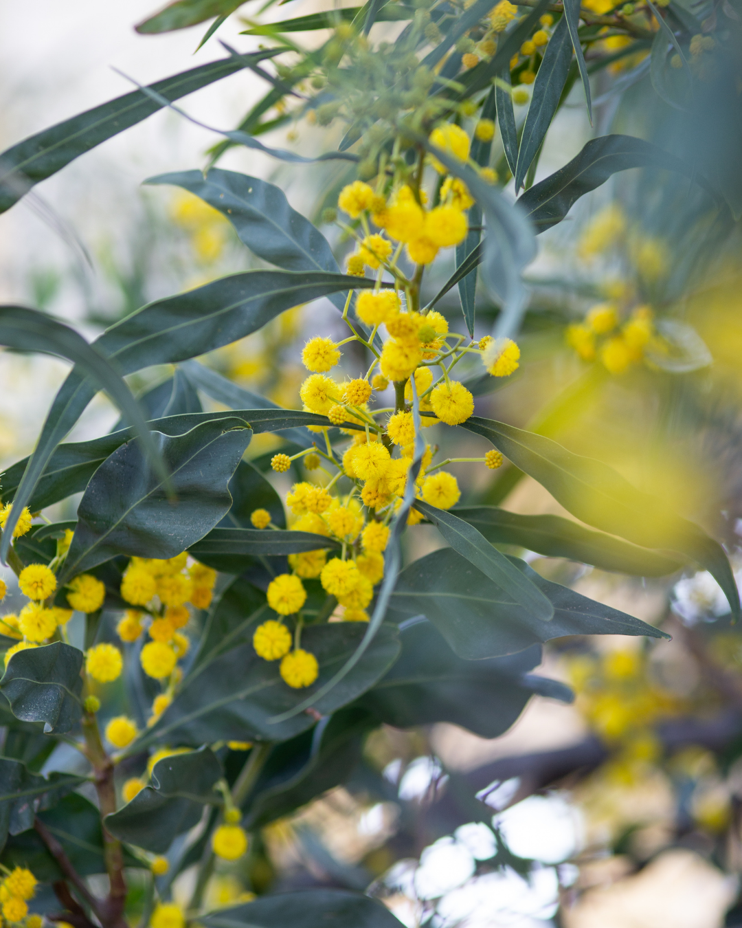 Acacia pycnantha - Golden Wattle