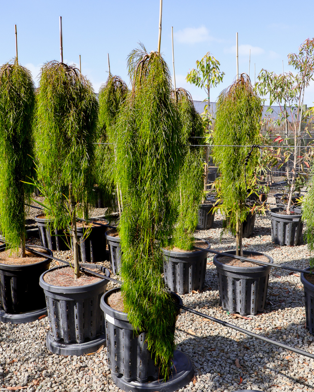 Acacia cognata 'Waterfall' Standard Wattle