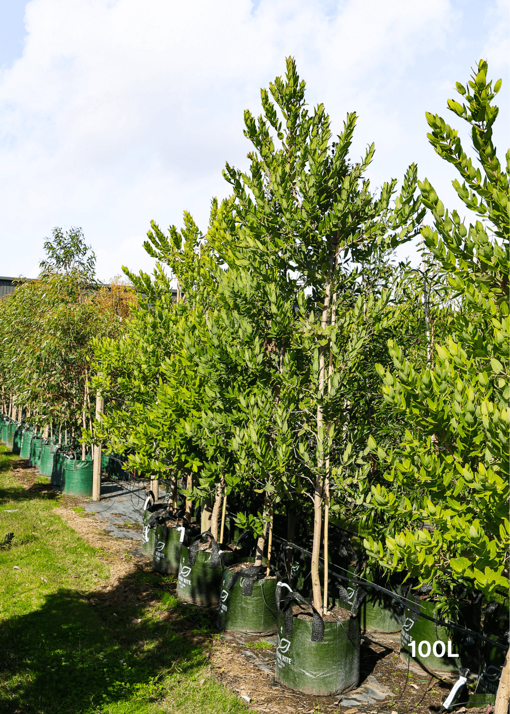 Angophora hispida - Evergreen Trees Direct
