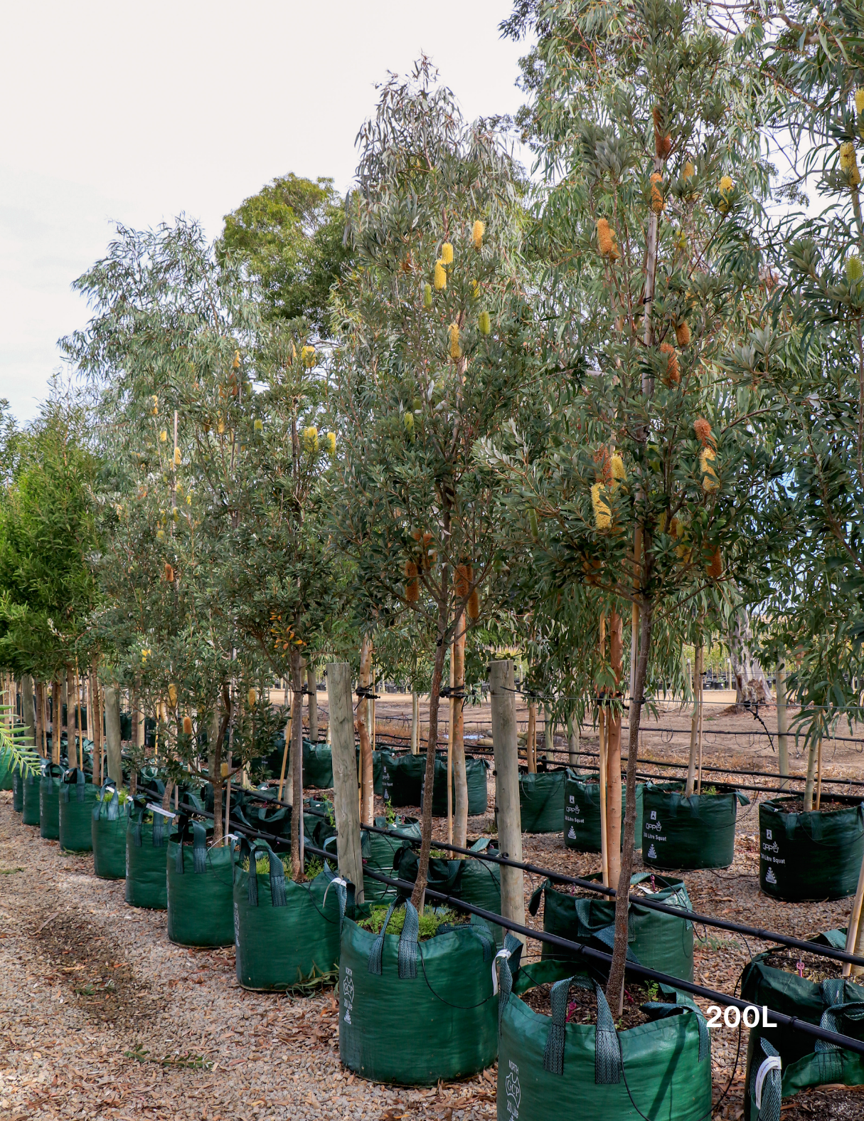 Banksia integrifolia 'Sentinel' - Evergreen Trees Direct
