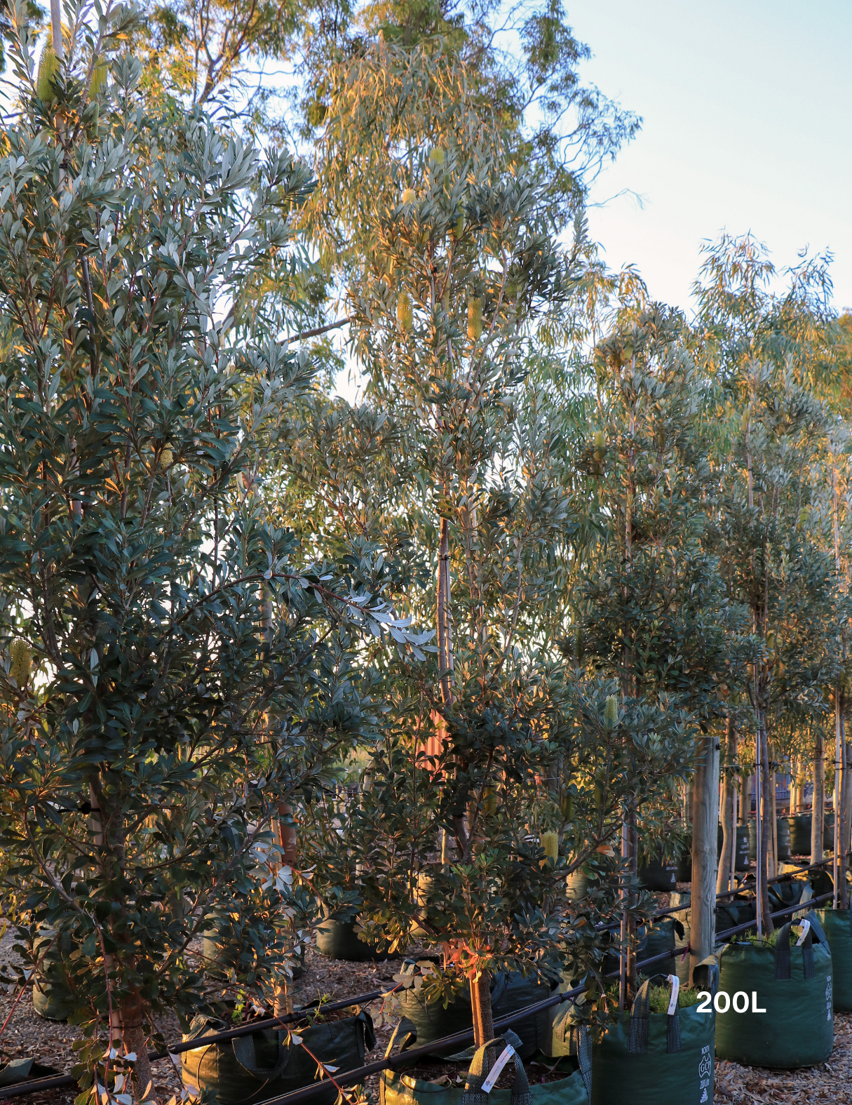Banksia integrifolia 'Sentinel' - Evergreen Trees Direct