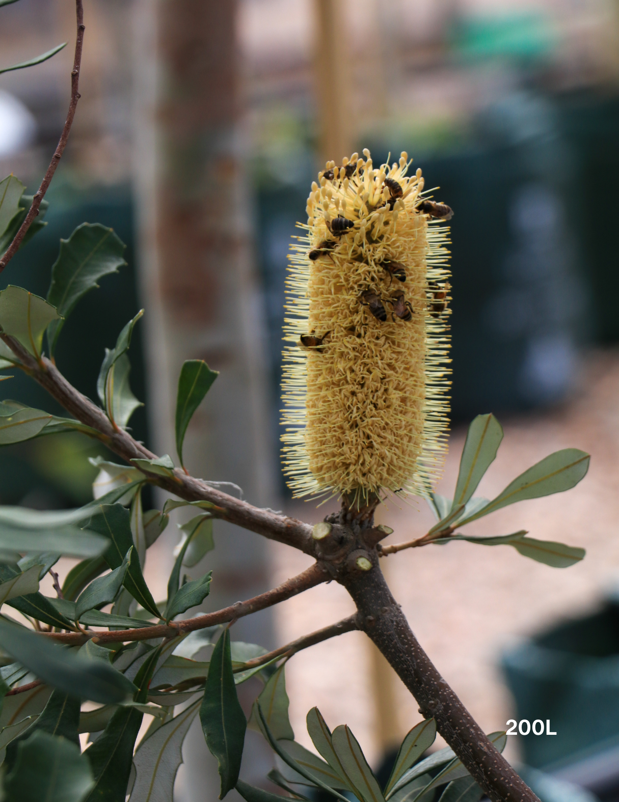 Banksia integrifolia 'Sentinel' - Evergreen Trees Direct
