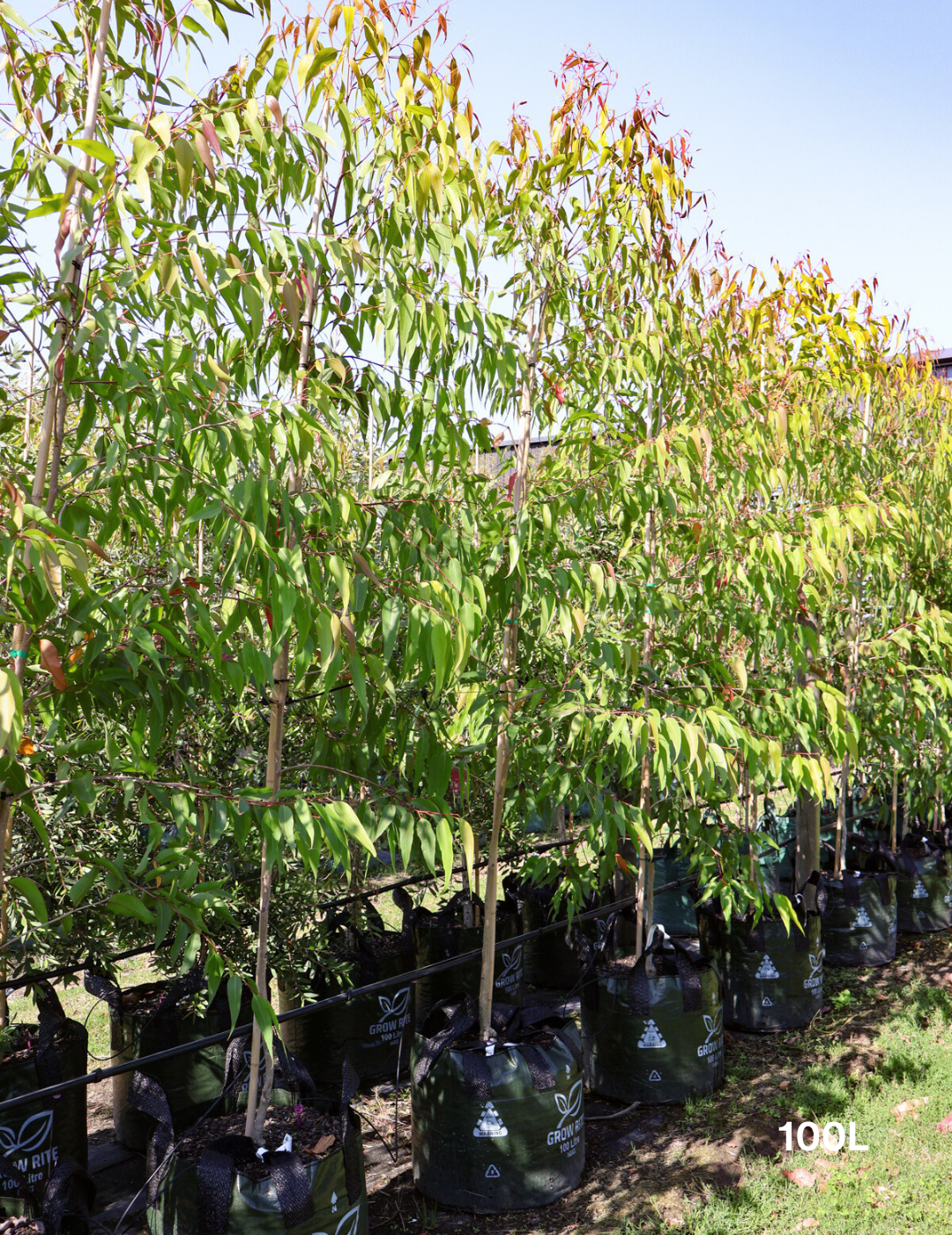 Corymbia citriodora 'Scentuous' Dwarf Lemon Scented Gum