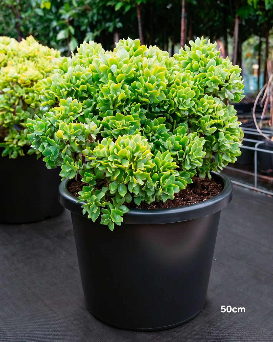 Crassula ‘Max Cook’ – Max Cook Jade Plant