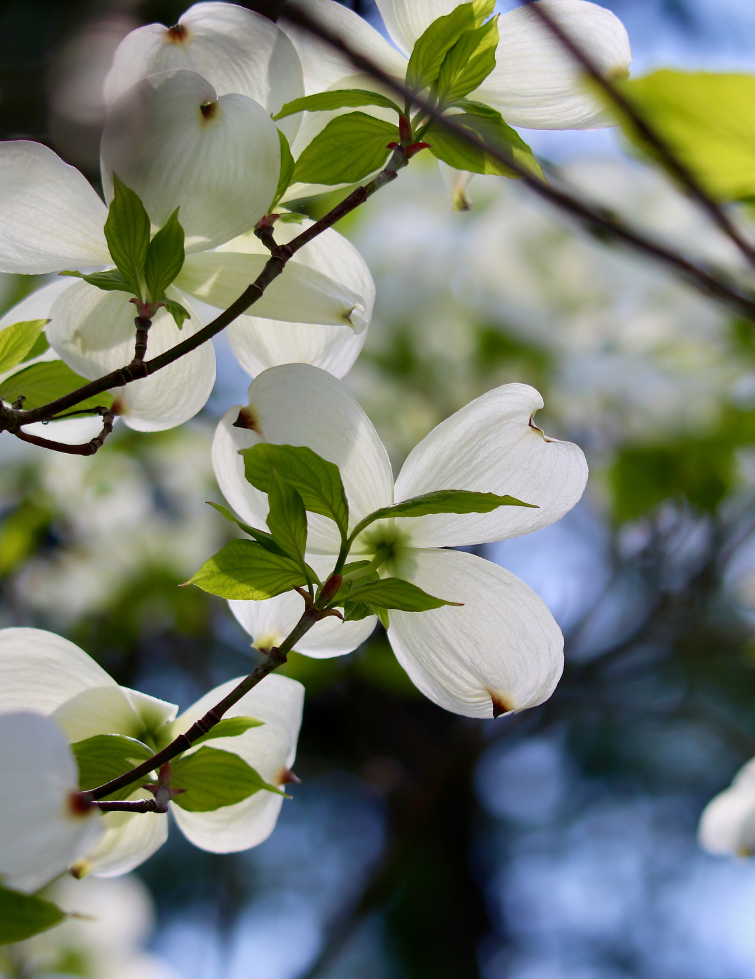 Cornus x 'Eric Gennet' (Dogwood) - Evergreen Trees Direct