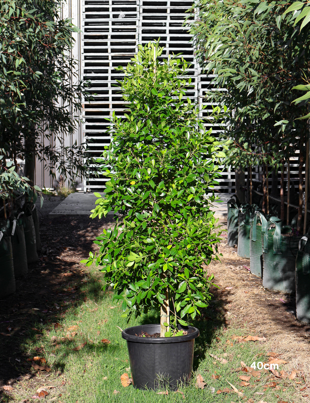 Ficus Hillii - Evergreen Trees Direct