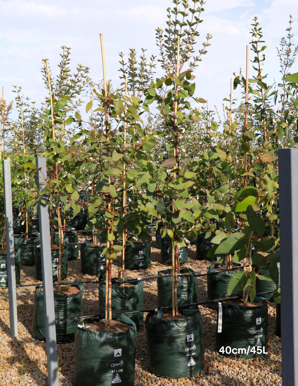 Eucalyptus leucoxylon 'Rosea' (Pink Flowering Yellow Gum) - Evergreen Trees Direct