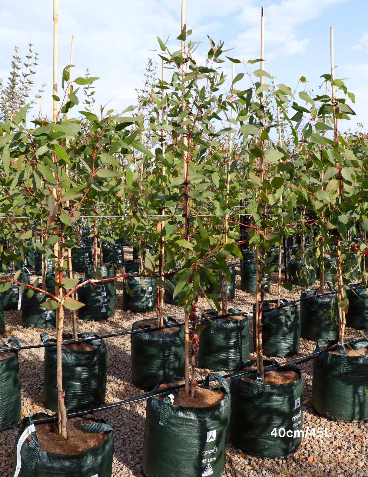 Eucalyptus leucoxylon 'Rosea' (Pink Flowering Yellow Gum) - Evergreen Trees Direct
