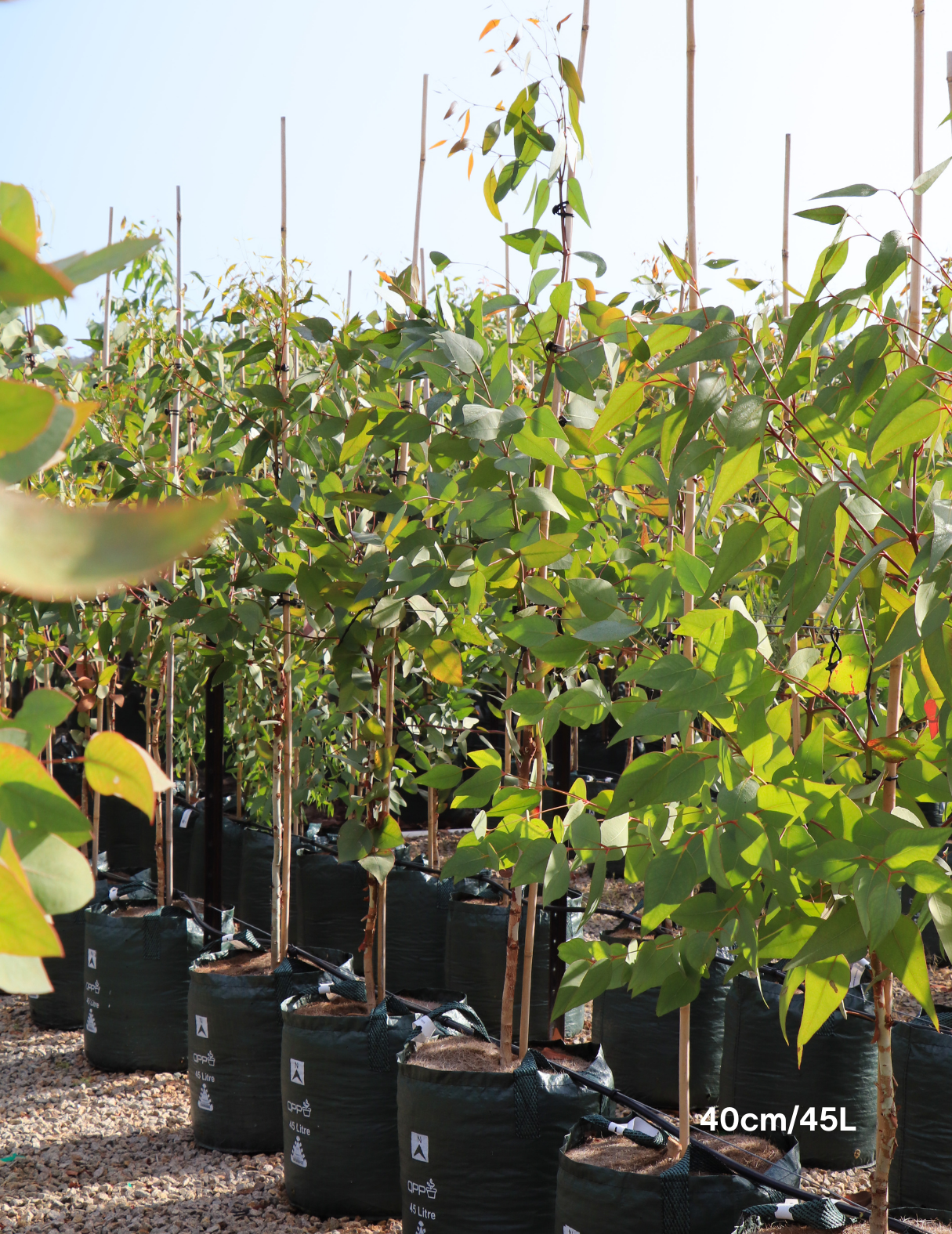 Eucalyptus leucoxylon 'Rosea' (Pink Flowering Yellow Gum) - Evergreen Trees Direct