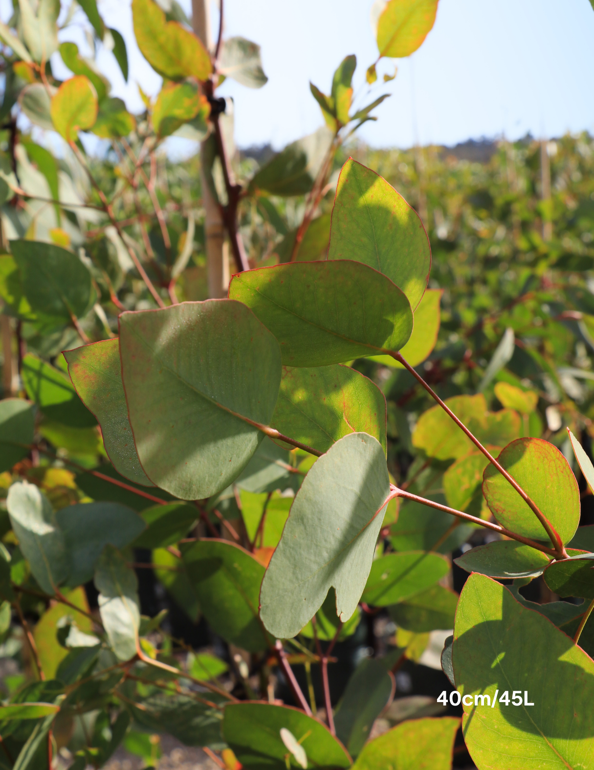 Eucalyptus leucoxylon 'Rosea' (Pink Flowering Yellow Gum) - Evergreen Trees Direct