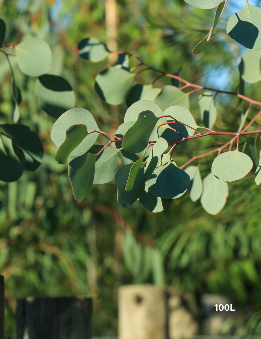 Eucalyptus polyanthemos - Red Box - Evergreen Trees Direct
