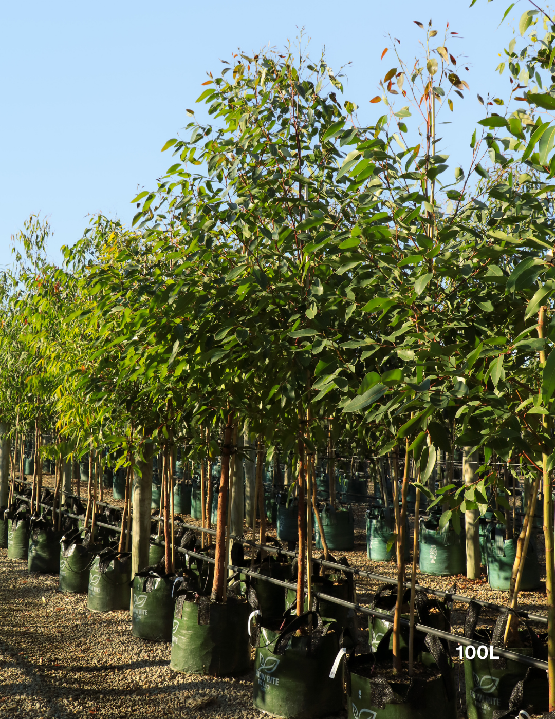 Eucalyptus robusta – Swamp Mahogany - Evergreen Trees Direct