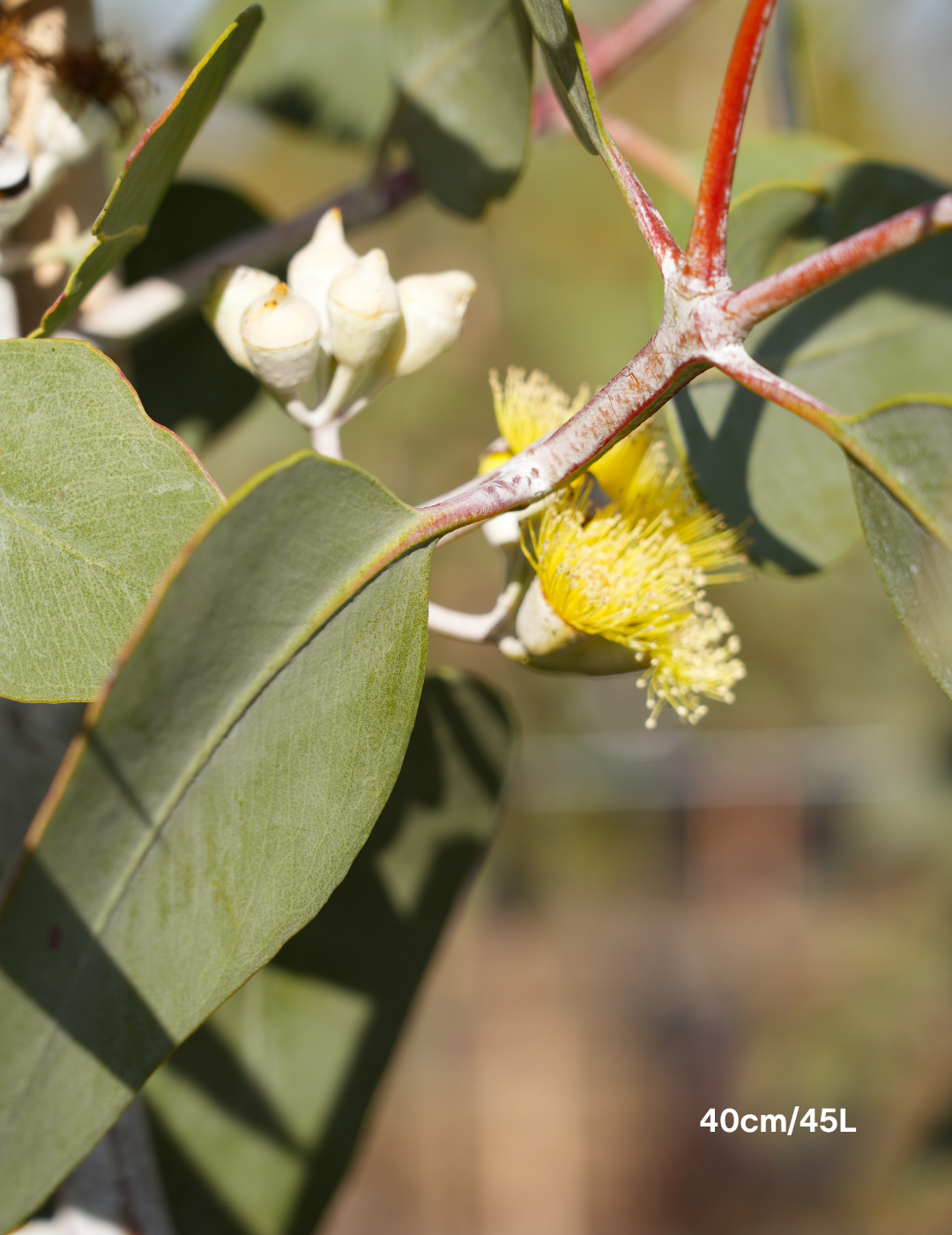 Eucalyptus woodwardii - Lemon Flowered Gum - Evergreen Trees Direct