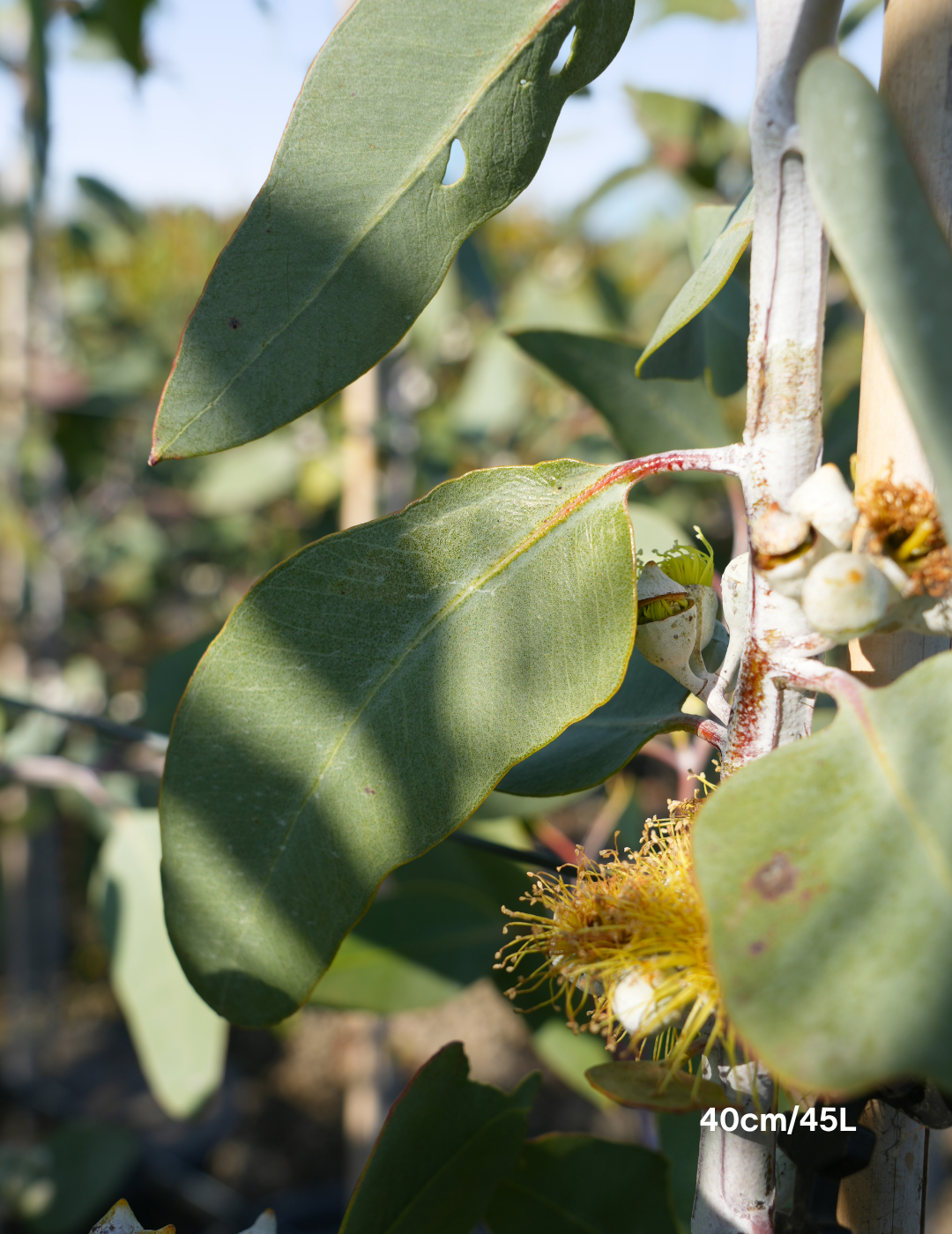 Eucalyptus woodwardii - Lemon Flowered Gum - Evergreen Trees Direct