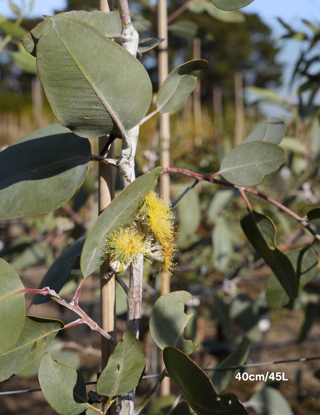 Eucalyptus woodwardii - Lemon Flowered Gum - Evergreen Trees Direct