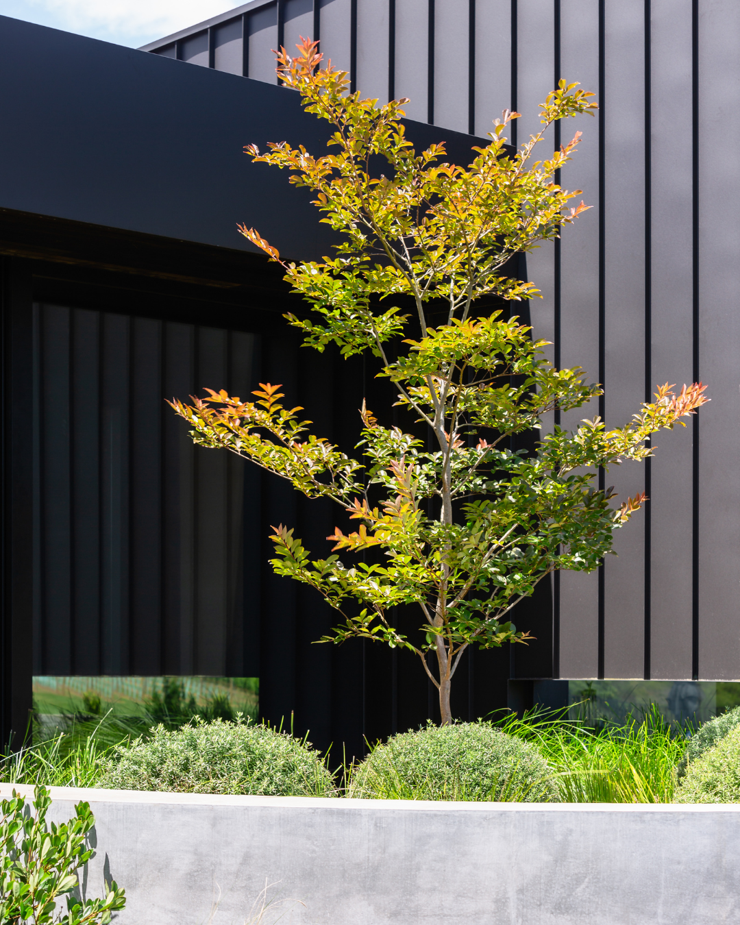 Lagerstroemia indica 'Natchez' White Crepe Myrtle — project image 4