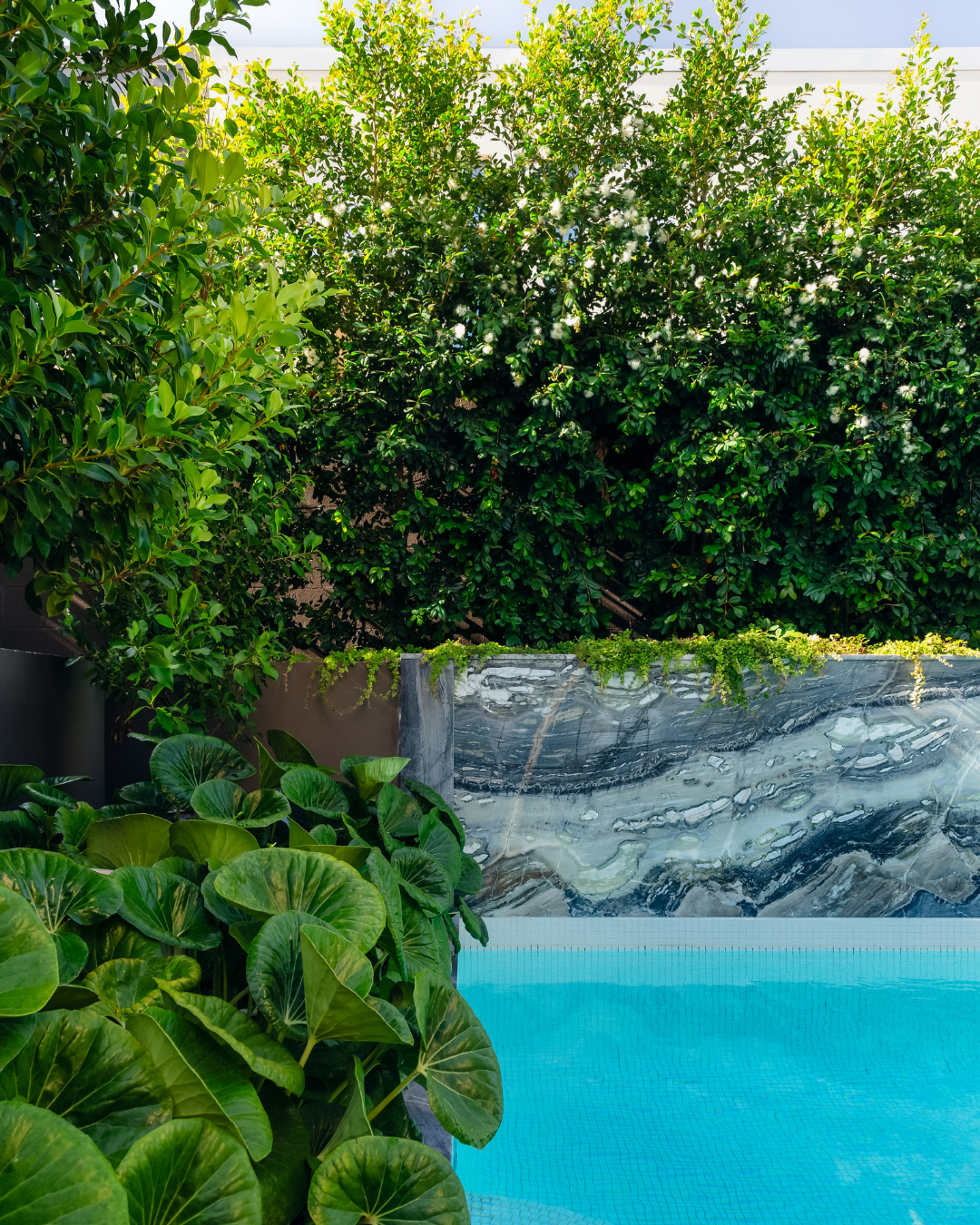 Syzygium paniculatum 'Backyard Bliss' Lilly Pilly — project image 2