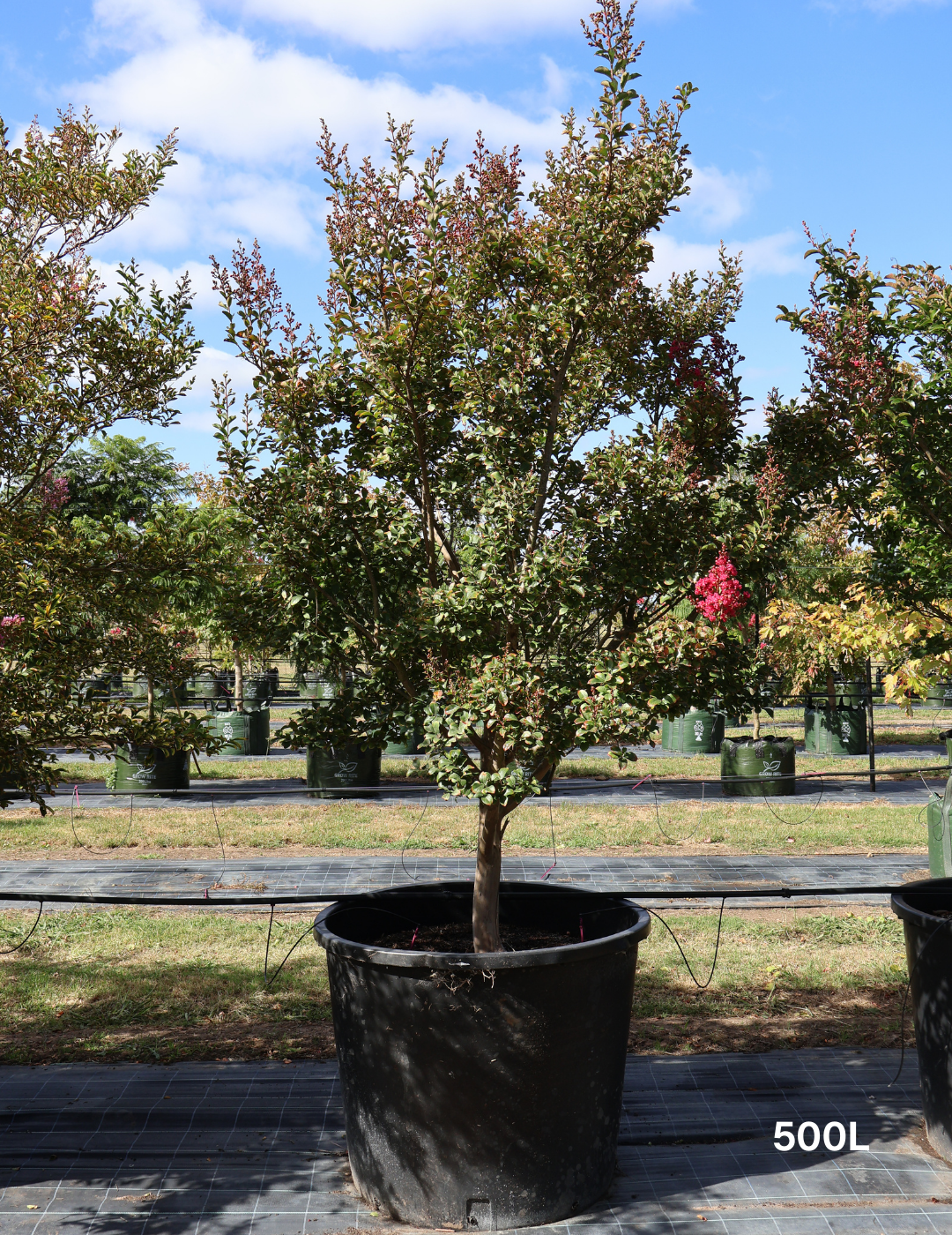 Lagerstroemia indica 'Tuscarora' Dark Pink Crepe Myrtle 500L — photo 2