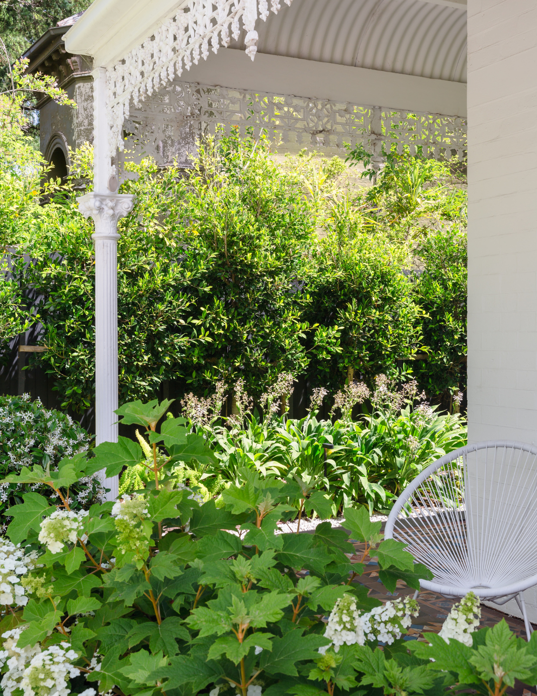Ficus Hillii - Evergreen Trees Direct