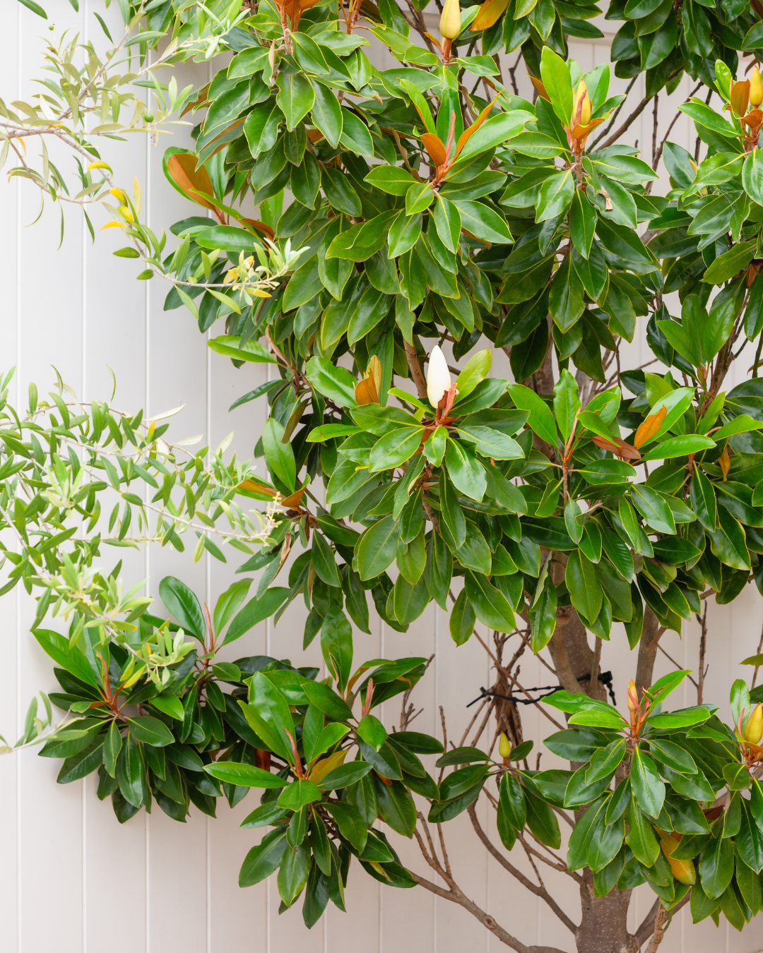 Magnolia grandiflora 'Little Gem'