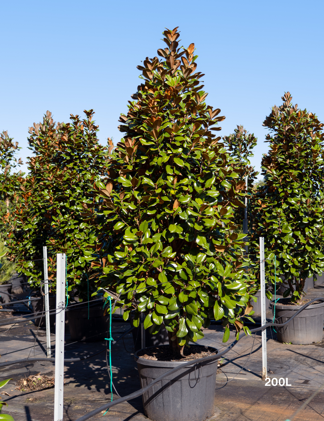Magnolia grandiflora 'Teddy Bear'
