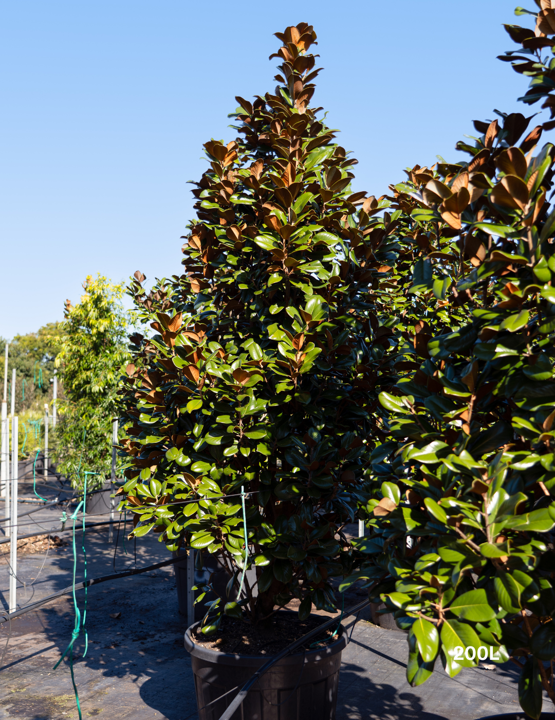 Magnolia grandiflora 'Teddy Bear'