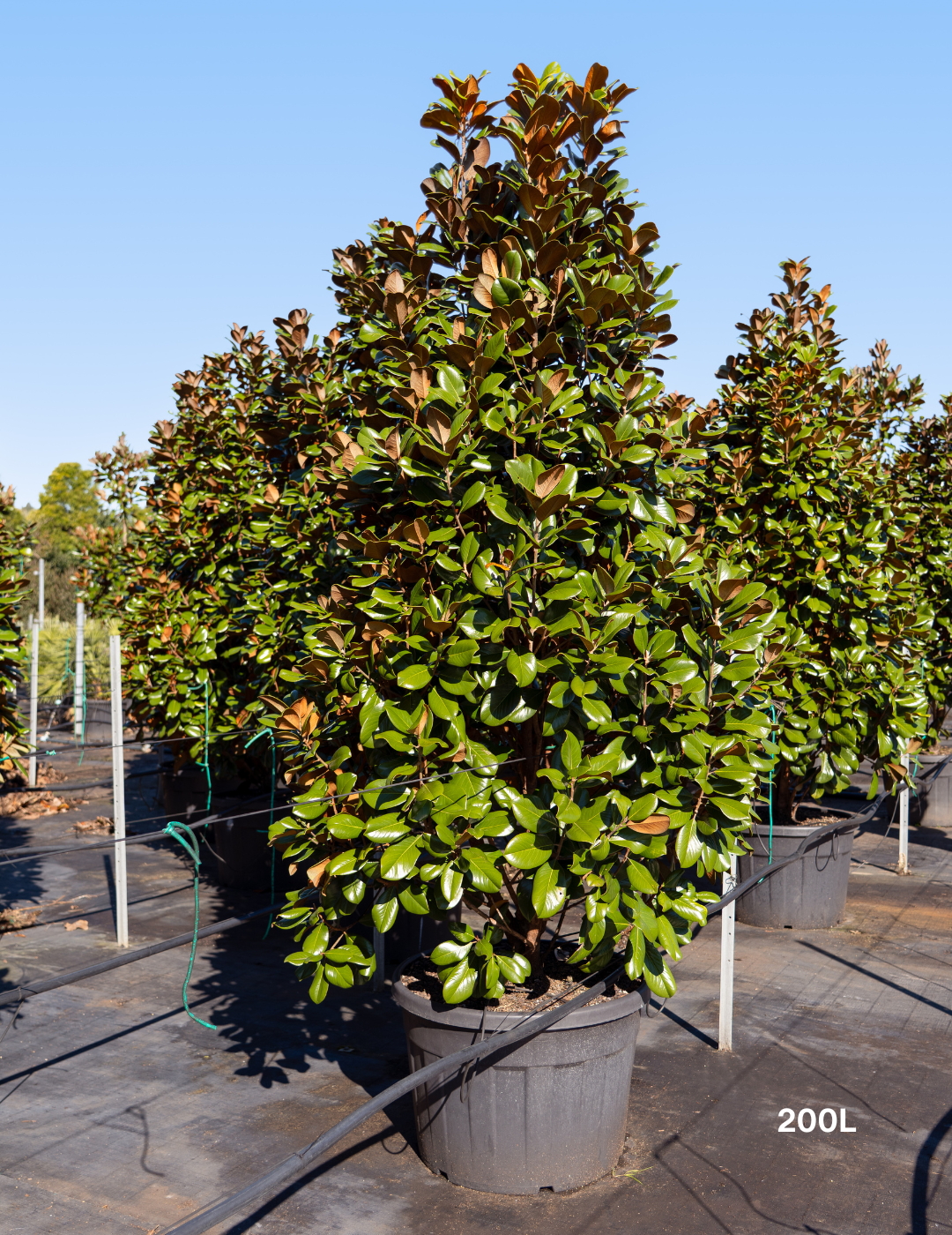 Magnolia grandiflora 'Teddy Bear'