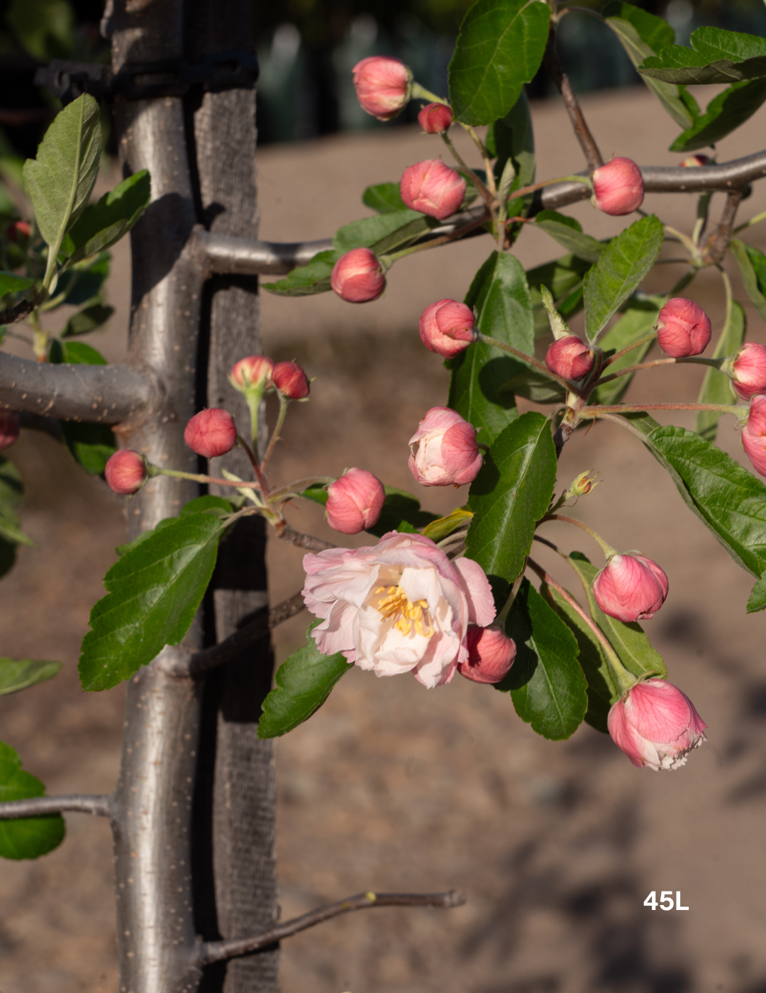 Malus ioensis 'Plena' Double-Flowered Crab Apple
