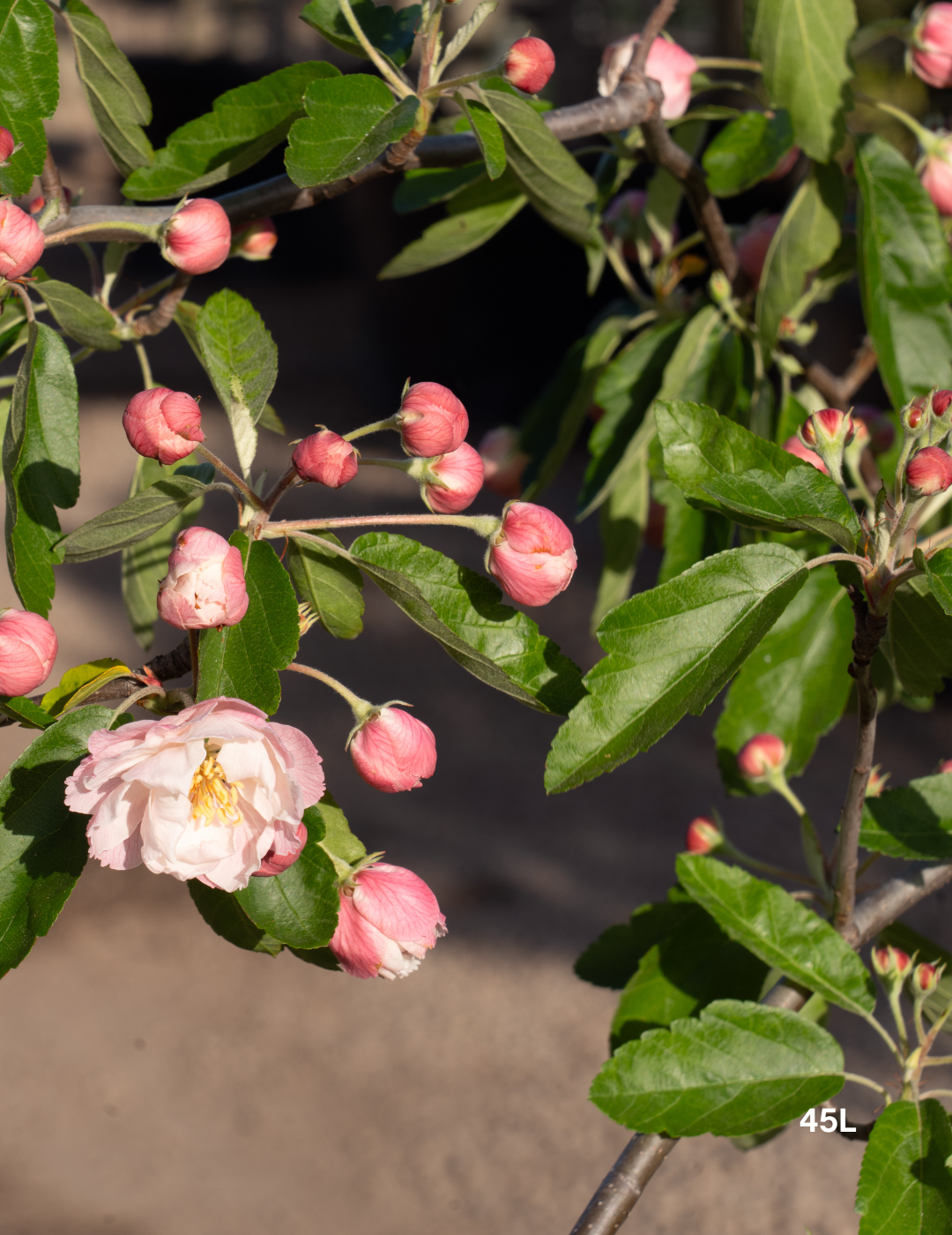 Malus ioensis 'Plena' Double-Flowered Crab Apple