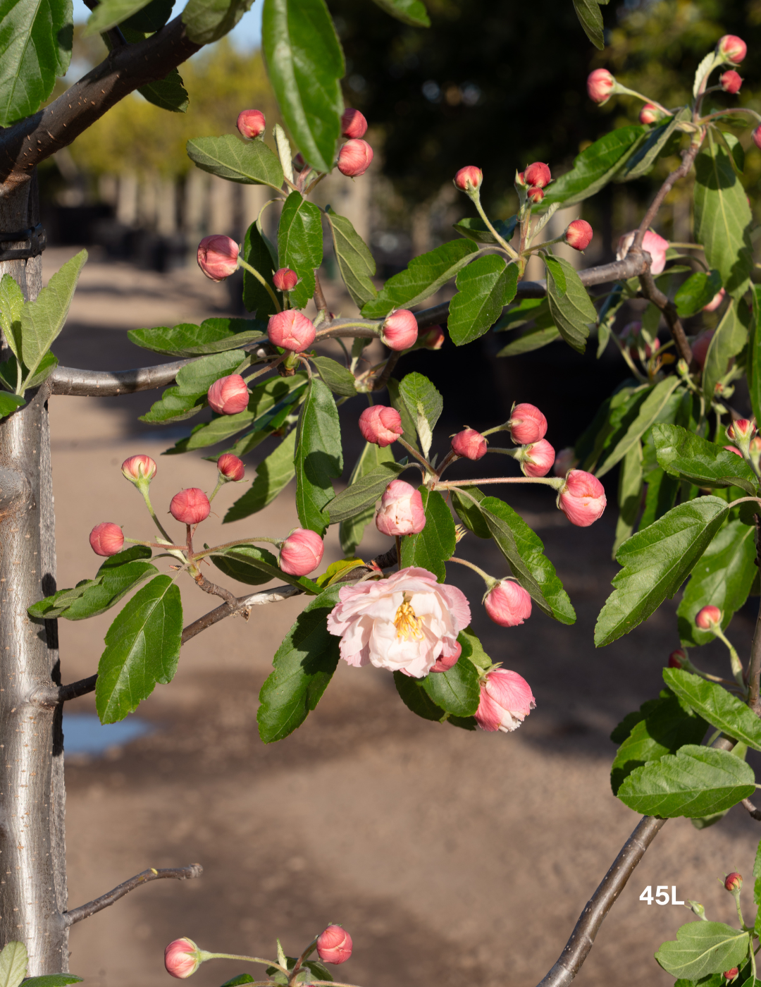 Malus ioensis 'Plena' – Double-Flowered Crab Apple - Evergreen Trees Direct