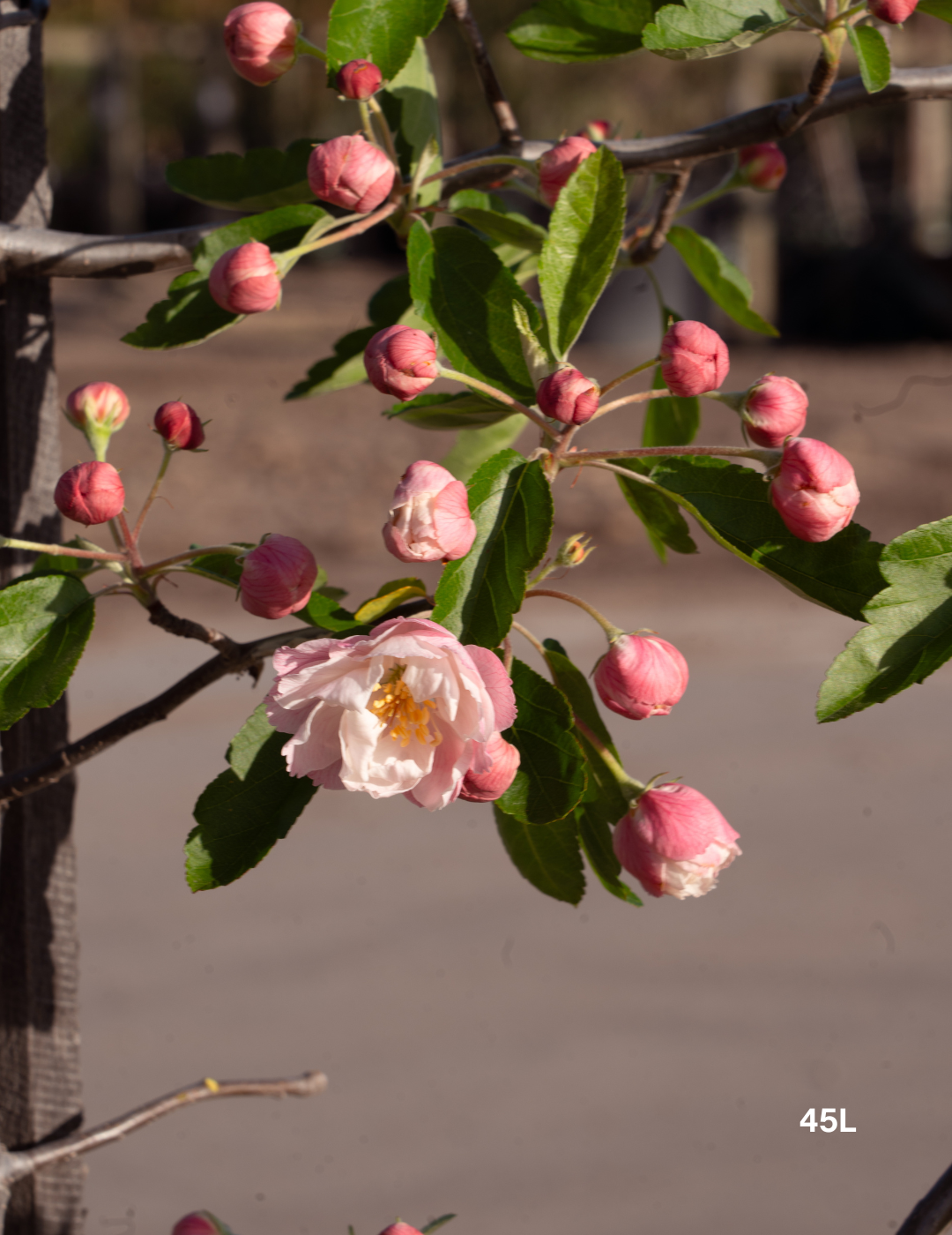 Malus ioensis 'Plena' Double-Flowered Crab Apple