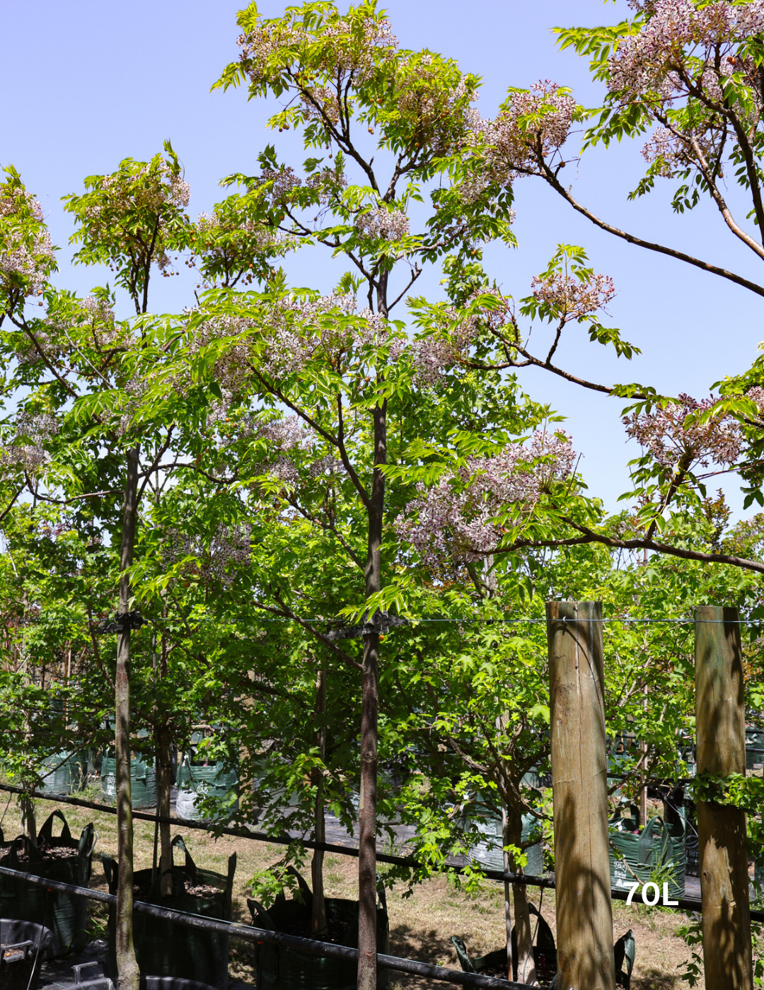 Melia azedarach - Evergreen Trees Direct