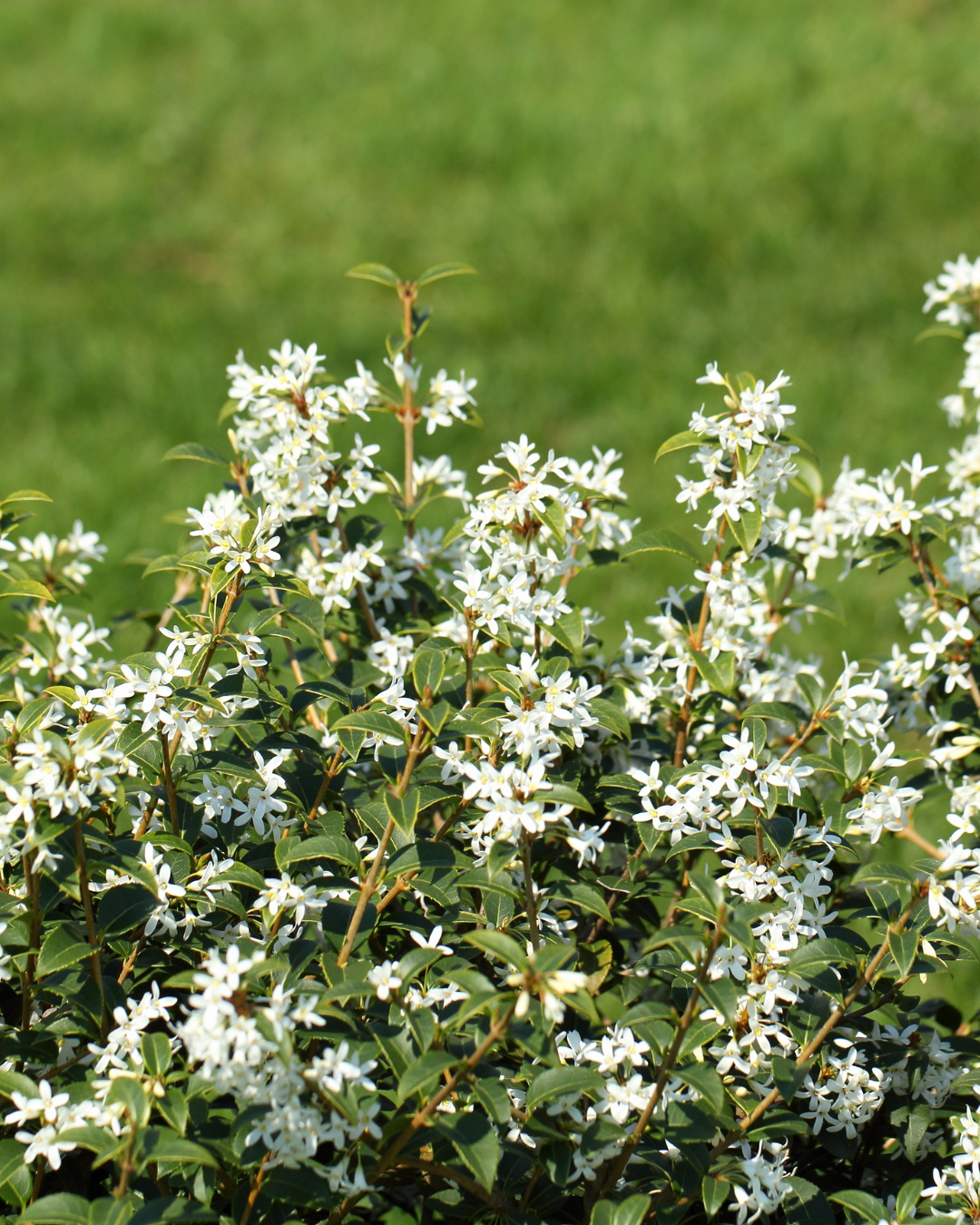 Osmanthus x burkwoodii