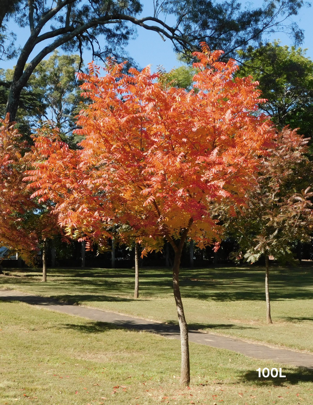 Pistacia chinensis - Evergreen Trees Direct