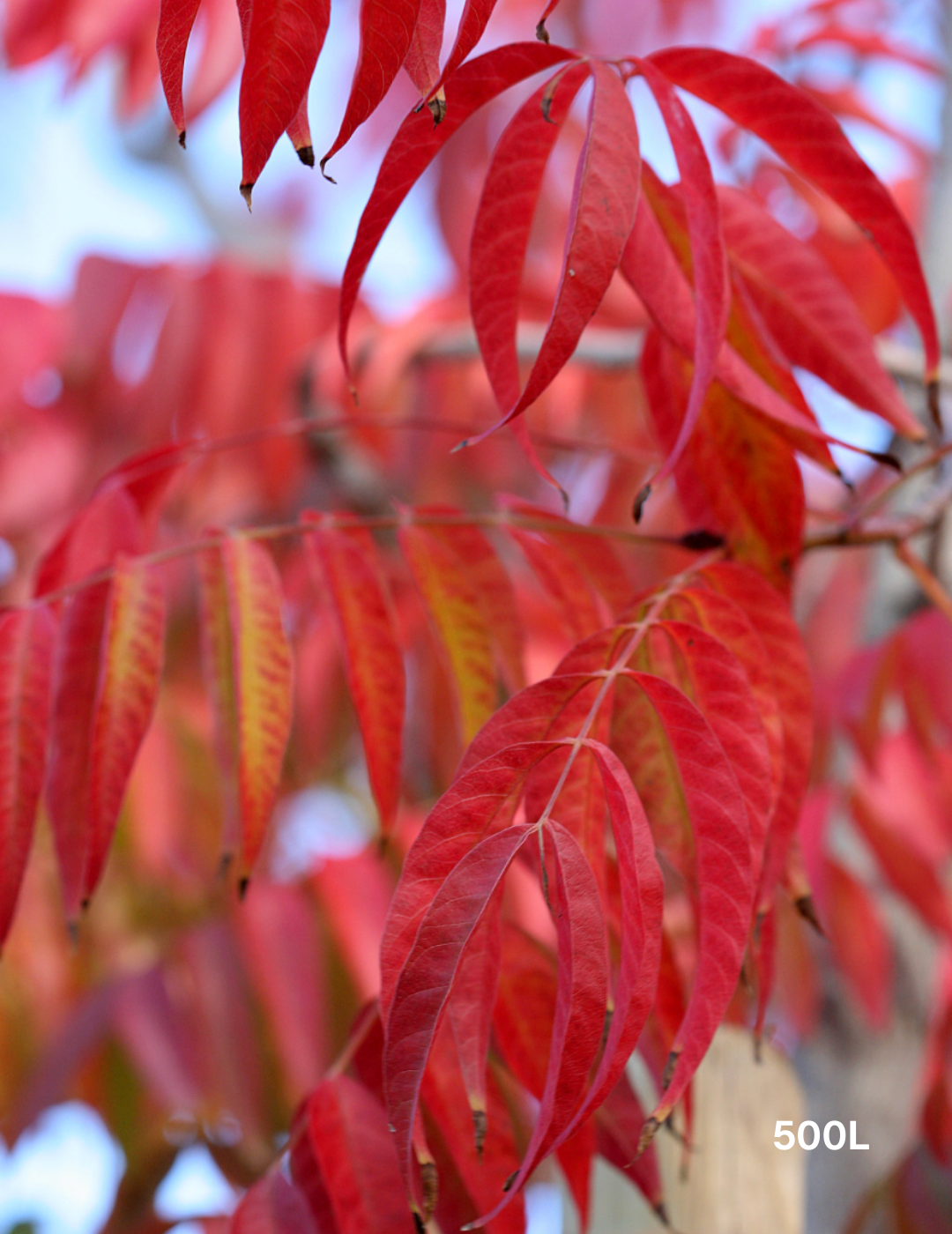 Pistacia chinensis - Evergreen Trees Direct