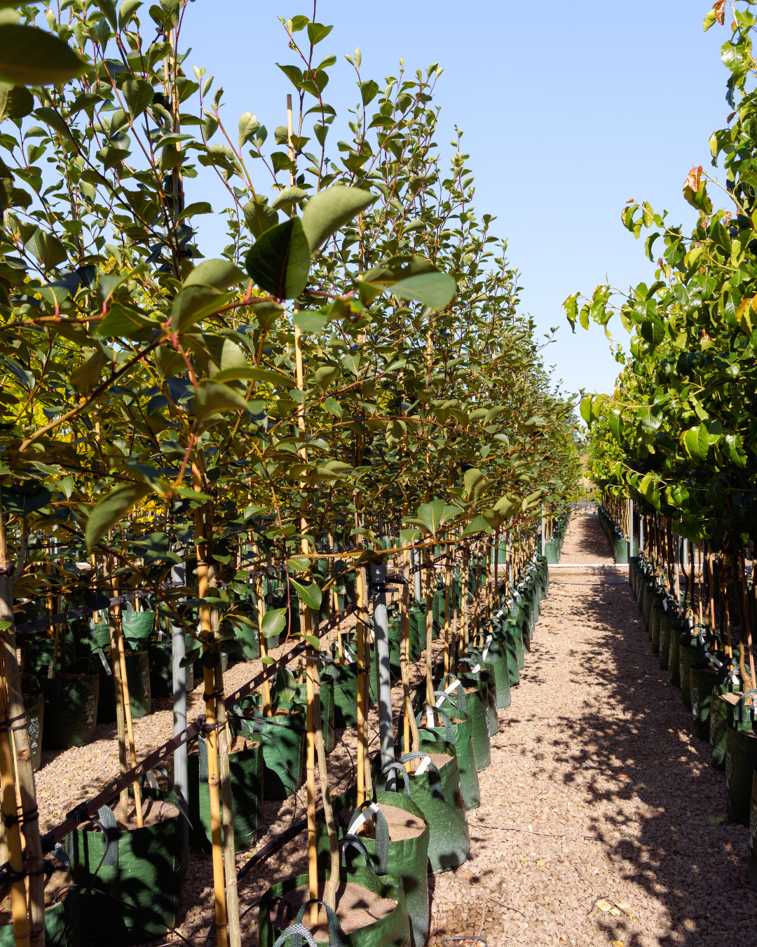Populus simonii – Simon Poplar