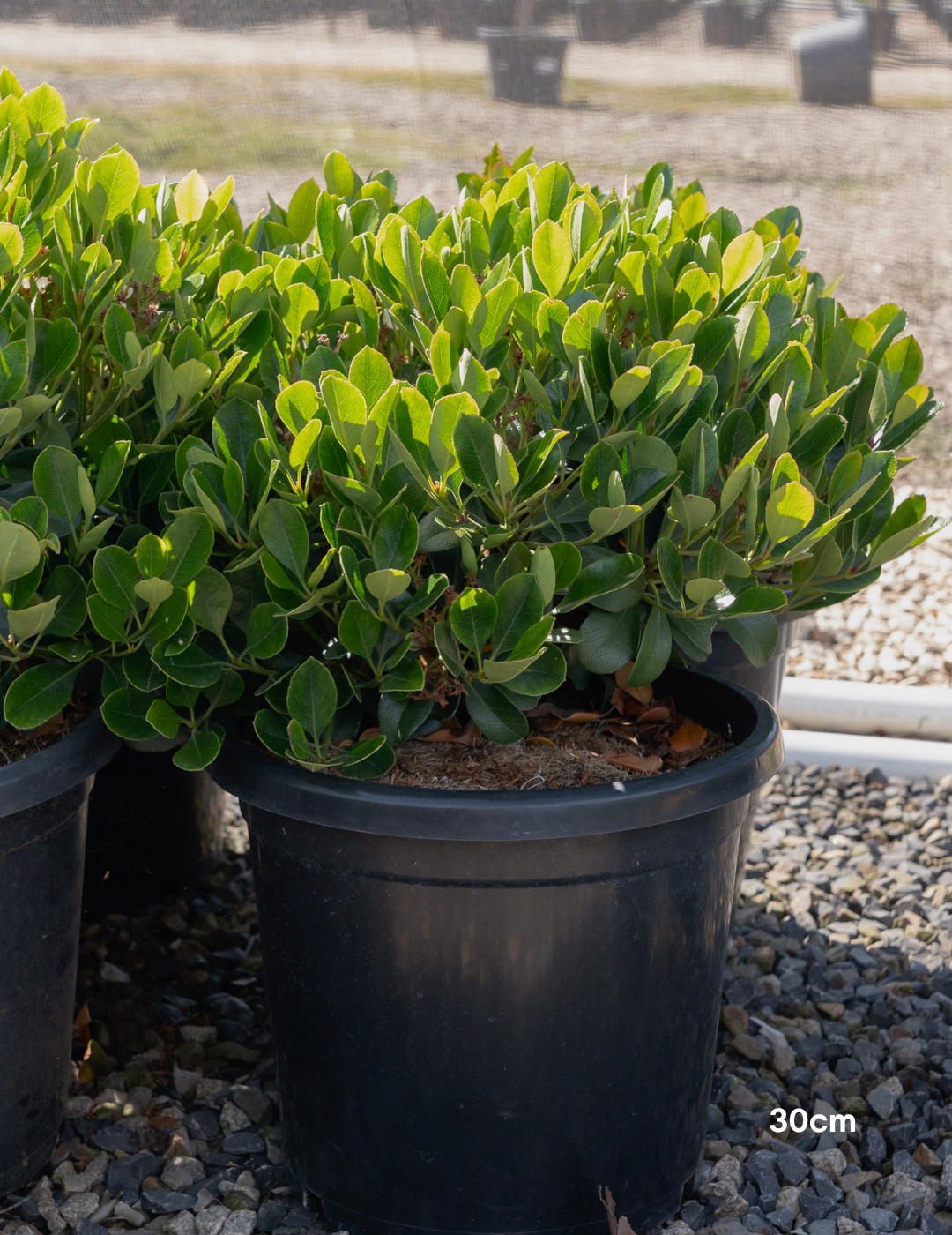 Rhaphiolepis indica 'Oriental Pearl'