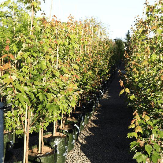 Acer rubrum 'October Glory' Evergreen Trees Direct