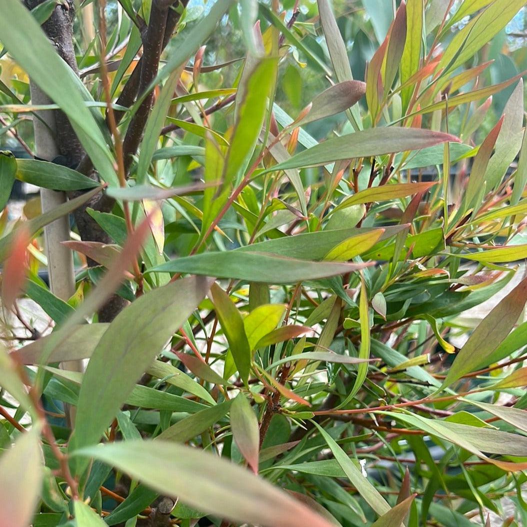 Hakea salicifolia Native Willow - 35AP Evergreen Trees Direct