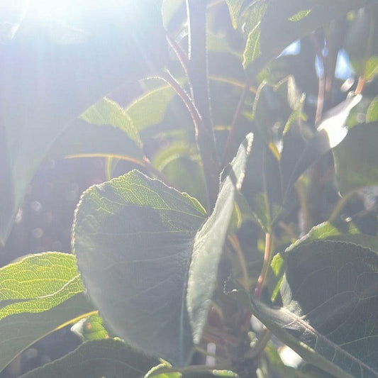 Pyrus calleryana x pyrifolia 'Javelin' - Ornamental Pear Evergreen Trees Direct
