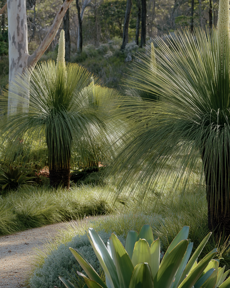 Best Australian Native Trees for a Sustainable Garden: 10 Picks for Carbon, Habitat and Genuine Low Input