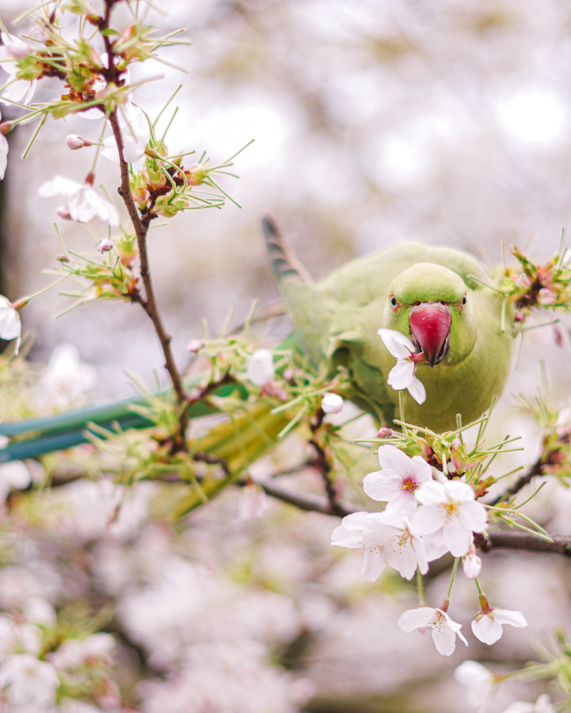 Best Trees for Attracting Pollinators: 10 Picks for Year-Round Biodiversity and a Garden Alive with Birds and Bees