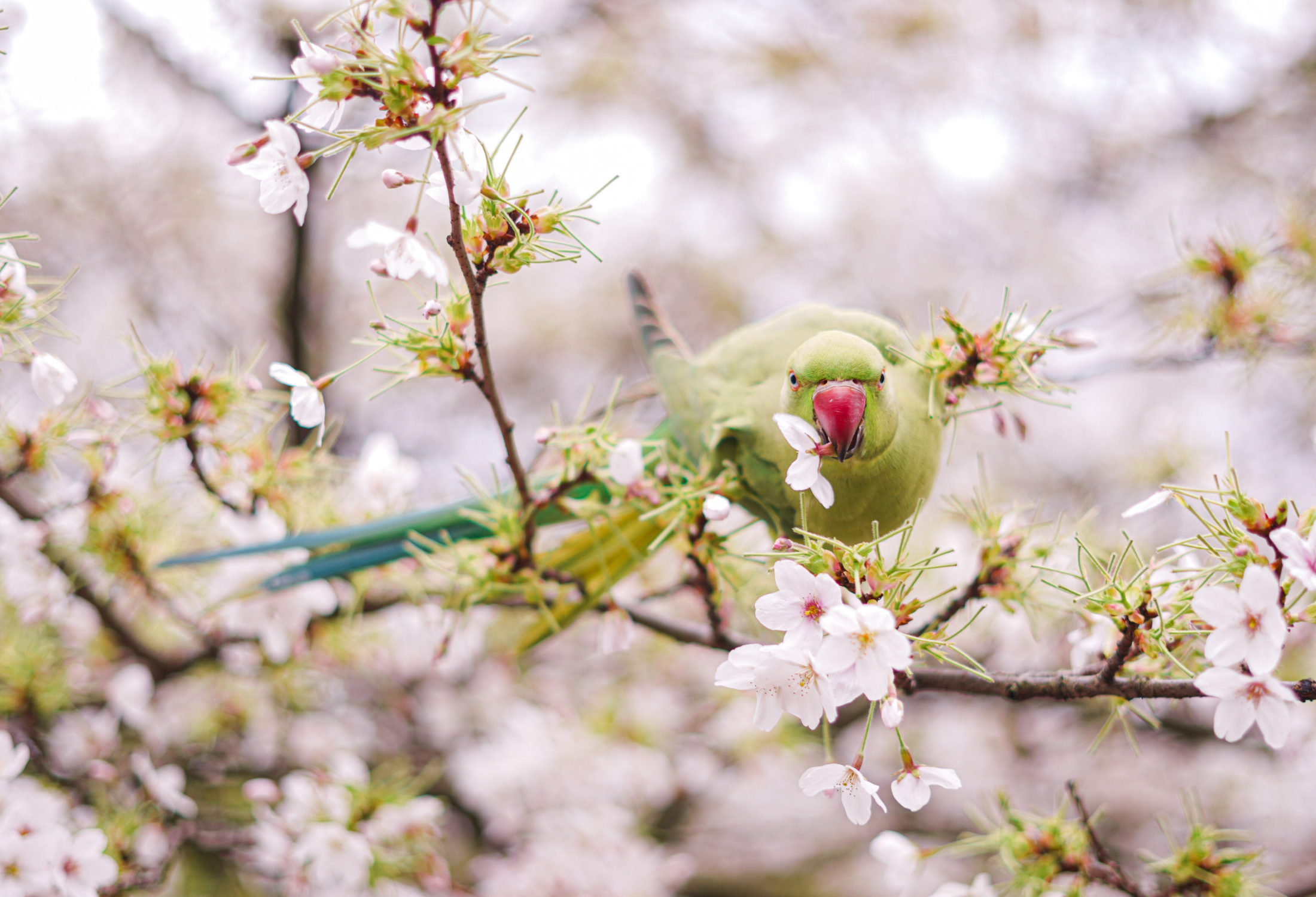 Best Trees for Attracting Pollinators: 10 Picks for Year-Round Biodiversity and a Garden Alive with Birds and Bees