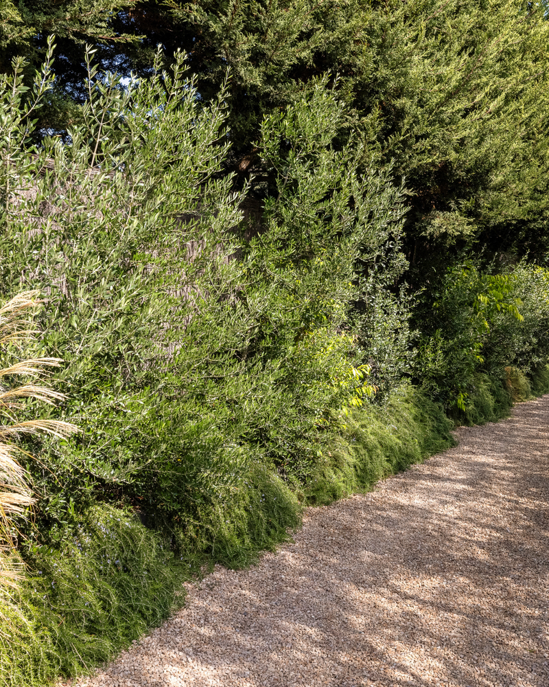 Best Evergreen Trees for Year-Round Privacy
