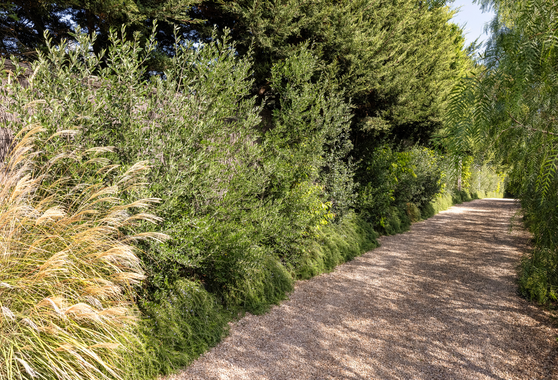 Best Evergreen Trees for Year-Round Privacy