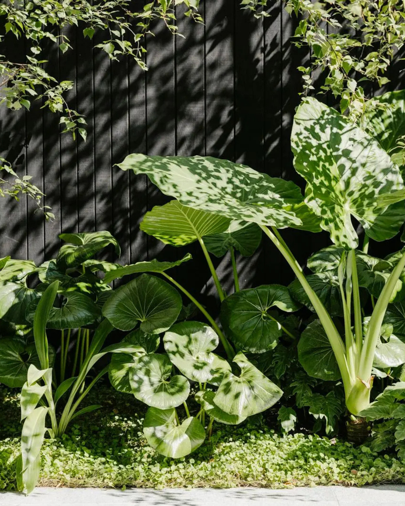 Best Trees for Small Gardens: 12 Compact Picks That Layer Height and Make the Space Feel Bigger