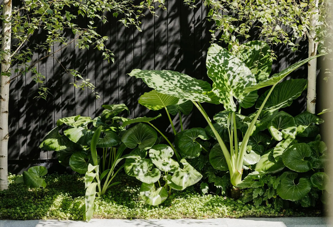 Best Trees for Small Gardens: 12 Compact Picks That Layer Height and Make the Space Feel Bigger