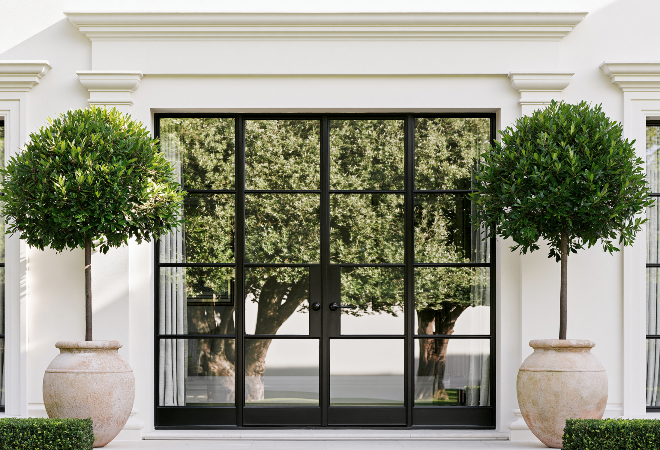 Best Trees to Plant in a Pot: Our 12 Top Recommendations
