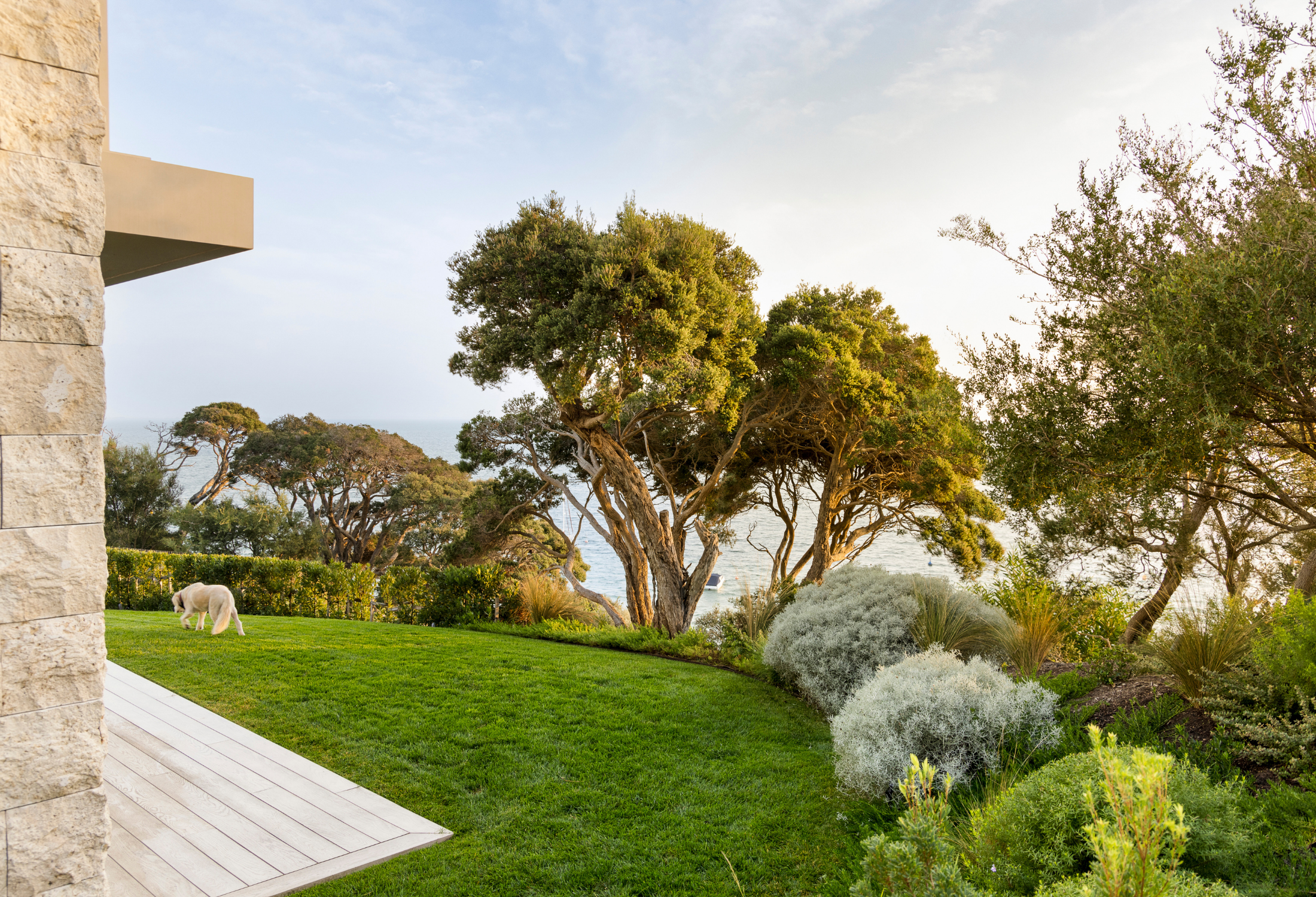 Top Windbreak Trees for Coastal Areas: 12 Picks That Filter Salt-Laden Wind and Protect the Garden