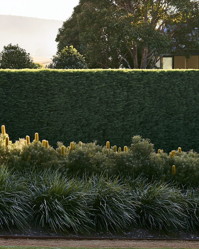 Top Hedging Trees That Thrive in Clay Soils: 12 Picks Plus the Complete Clay-Soil Planting Guide
